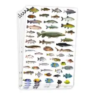 PlayBox: Nalepke z ribami, 300 kosov