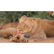 Živali in njihovi mladiči diaprojekcija