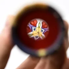 Živalski kaleidoskop v različnih različicah slika 2