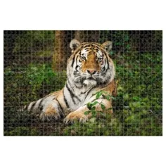 Animal Planet: Tiger 1000-delna sestavljanka slika 2