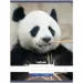 Nebulo: Panda navadni zvezek A4 80-32