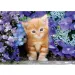 Rdeča mačka med cvetlicami 500-delna HQC kompaktna sestavljanka - Clementoni