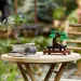 LEGO® Creator: Bonsai drevo (10281) slika 5